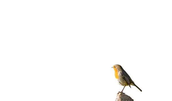 Robin, Erithacus rubecula pájaro sobre la piedra en blanco —  Fotos de Stock