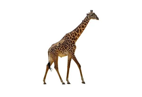 Profiel weergave van giraffe lopen over wit — Stockfoto