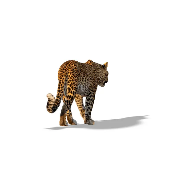 Rear view of leopard walking isolated on white with shadow — Stock Photo, Image