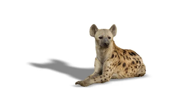 Hyena låg på marken över vitt — Stockfoto