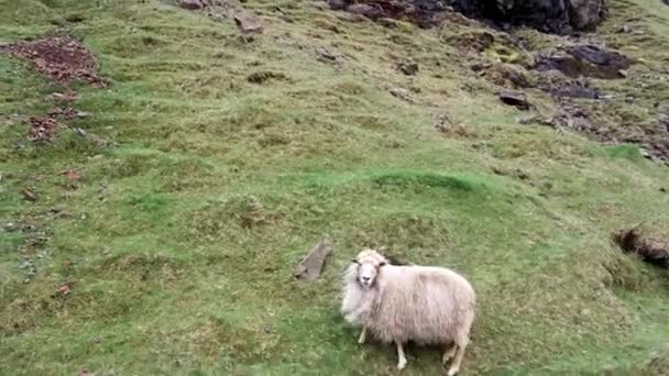 Ovelhas e cordeiros na encosta íngreme assustados — Vídeo de Stock