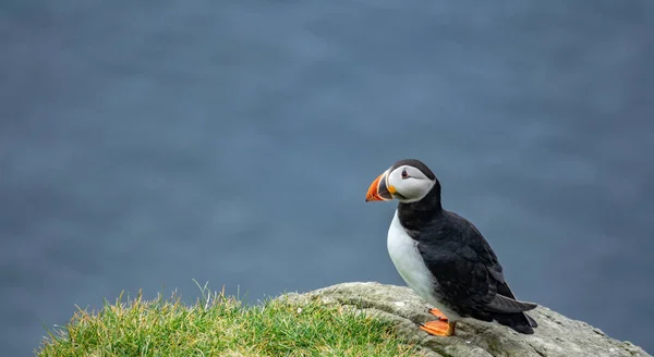 Puffin over the cliff with ocean in the background — Stock Photo, Image