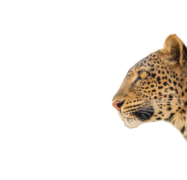 Leopardenkopf mit Blick nach links auf weiß — Stockfoto