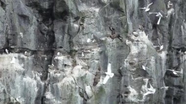 Büyük martı martı yuvasına ağır çekimde saldırıyor.