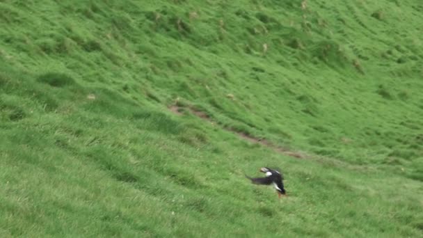 Puffin landing over de heuvel in super slow motion — Stockvideo