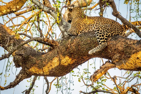 Léopard sauvage reposant sur une branche d'arbre, vue du bas — Photo