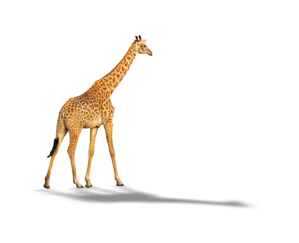 Giraffe wandelen geïsoleerd op witte achtergrond met schaduw — Stockfoto