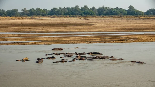 Hippos in het water in het midden van de rivier — Stockfoto
