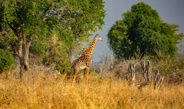 Çalının ortasındaki uzaktaki zürafa. — Stok fotoğraf