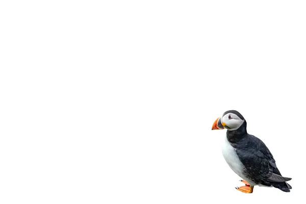 Puffin sobre fondo blanco con espacio de texto — Foto de Stock