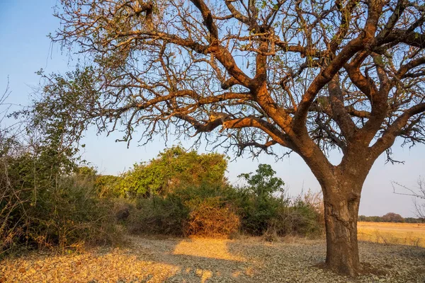 Leopardo salvaje echando una siesta sobre el árbol — Foto de Stock
