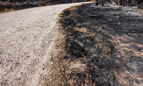 Track and completely burnt area after fire — Stock Photo, Image