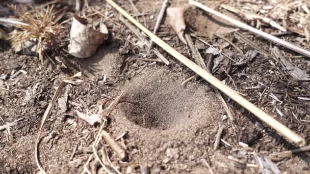 Formiga armadilha leão e formiga tentando escapar — Vídeo de Stock