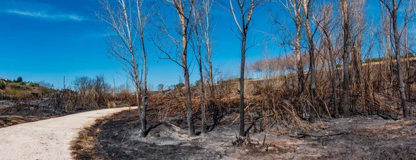 Track en volledig verbrande gebied na brand — Stockfoto