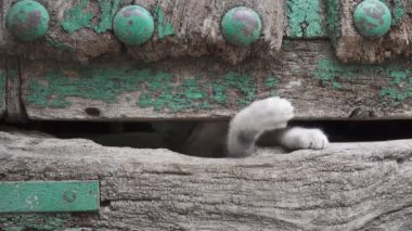 Küçük kedi bacağı Eski ahşap kapı deliğinden