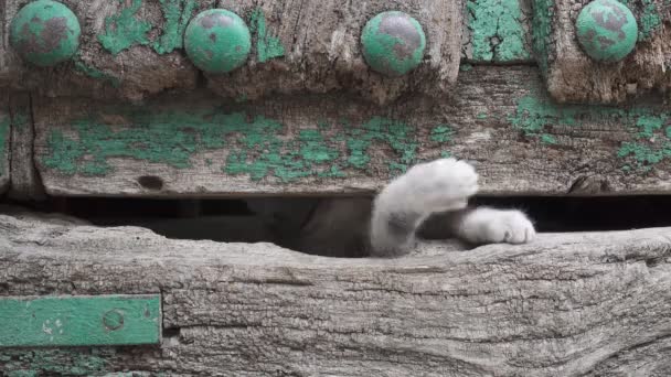 Piccolo gattino gamba attraverso vecchio foro porta in legno — Video Stock