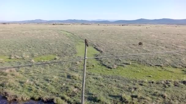 Aigle perché sur un poteau lumineux en bois, vue aérienne 