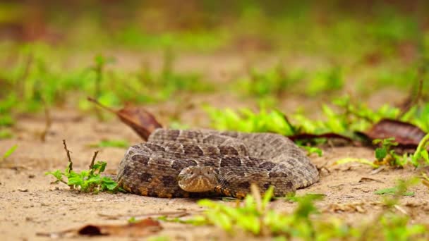Jararaca brésilien serpent très dangereux avec des tiques — Video