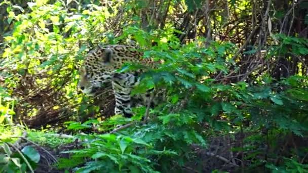 Jaguar po odpoczynku i wejściu do lasu na mokradłach Pantanal — Wideo stockowe