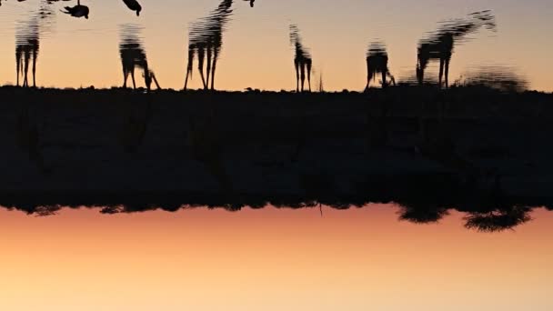 Giraffen trinken Wasser im Wasserloch — Stockvideo