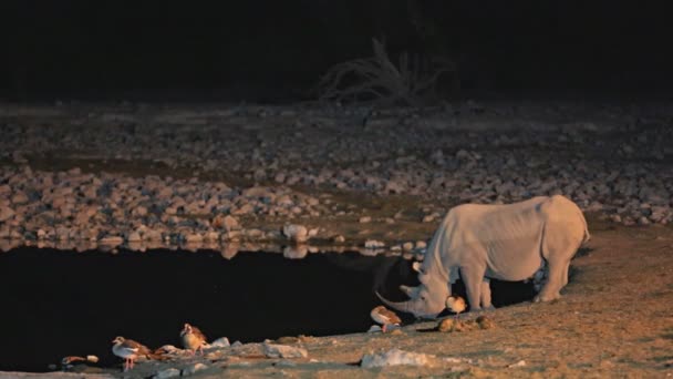 Носорог пьет воду в водопое — стоковое видео