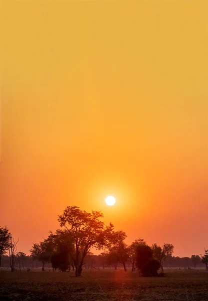 Wschód słońca nad sawanną ze słońcem nad drzewami — Zdjęcie stockowe