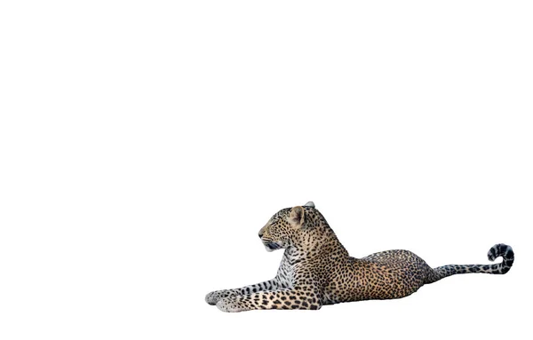 Leopard berbaring di tanah di atas putih — Stok Foto