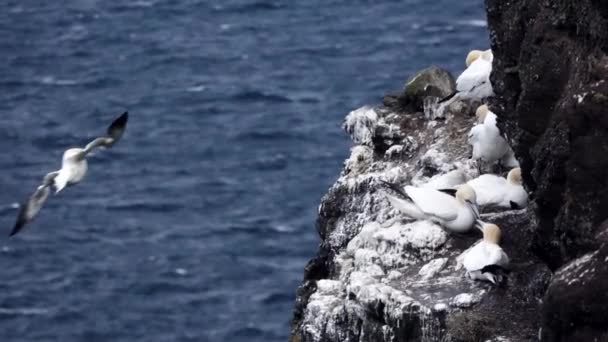 Morus bassanus glider nära klipporna med bon i slow-mo — Stockvideo