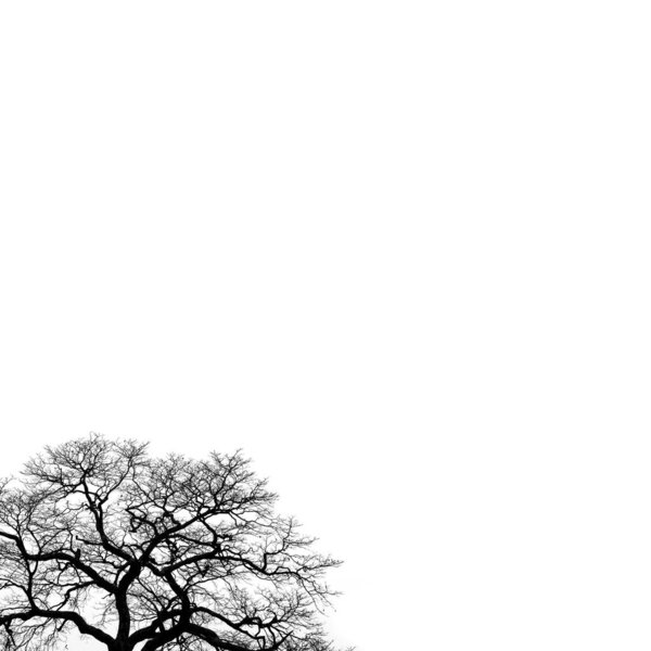 Tree with many branches silhouette over white