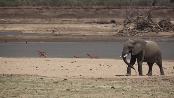 Elefante lança areia em movimento super lento — Vídeo de Stock