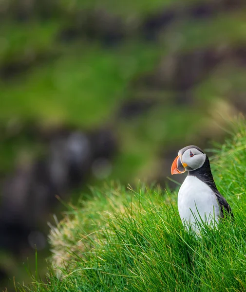 Puffin standing over the cliffs with blurred background — Stock Photo, Image