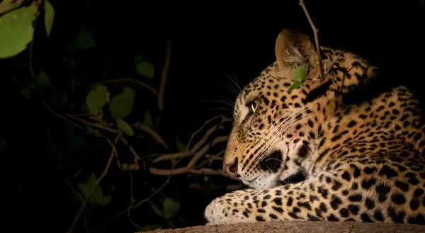 Леопард ночью над веткой дерева — стоковое фото