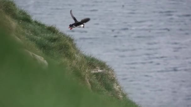 Puffins vliegen rond de heuvel in super slow motion — Stockvideo