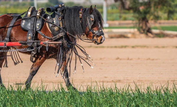 Profile view of work horse with carriage