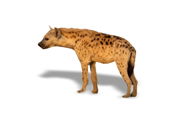 Perfil de hyena com sombra sobre fundo branco — Fotografia de Stock