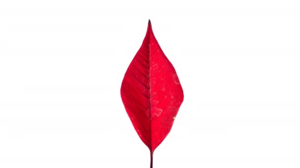 Secagem da folha vermelha e tomando um arco — Vídeo de Stock