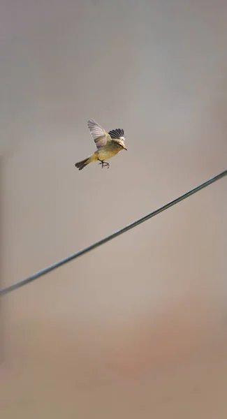 Passarinho voando sobre cabo com fundo embaçado — Fotografia de Stock