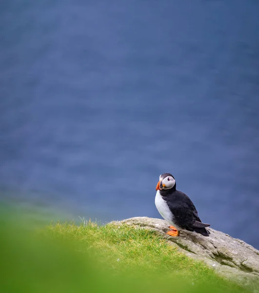 Puffin on top of the rock against blurred ocean — Stock Photo, Image