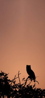 Alacakaranlıkta ağacın tepesinde baykuş