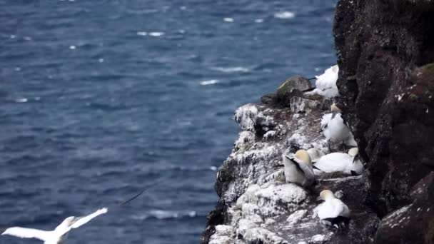 Morus bassanus glijden dicht bij kliffen met nesten in slow-mo — Stockvideo