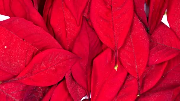 Secado de hojas rojas — Vídeos de Stock
