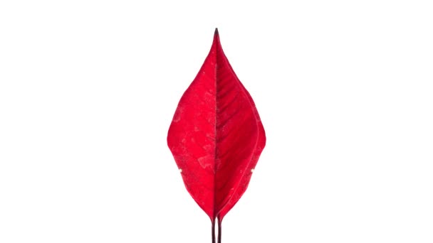 Deux feuilles rouges séchant et prenant un arc dans le sens opposé — Video