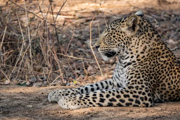 Leopardo salvaje acostado en el suelo — Foto de Stock