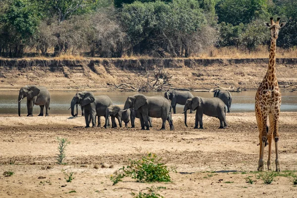 Gruppo di elefanti vicino al fiume con giraffa sfocata — Foto Stock