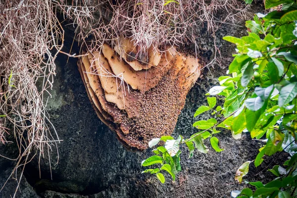 Énorme ruche d'abeilles à l'intérieur d'une grotte avec beaucoup d'abeilles — Photo