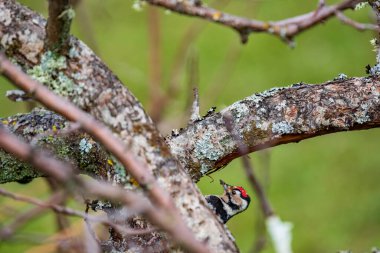 Ağaçkakan kafası elma dalının üzerinde