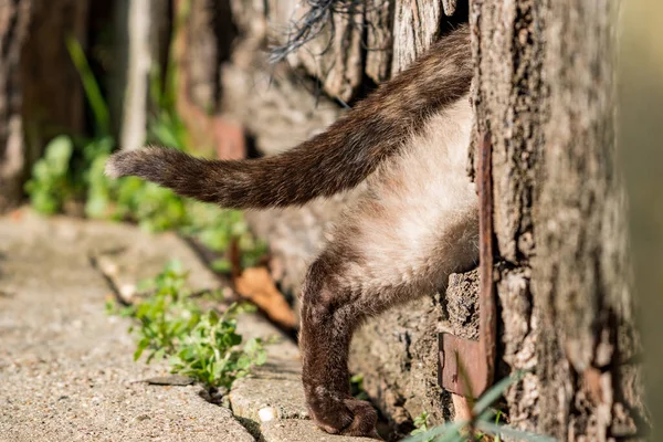 Kedi delikten evin içine saklanıyor. — Stok fotoğraf