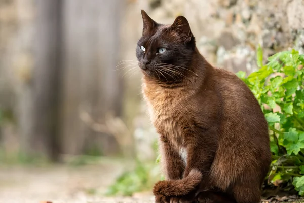 Siamese cat standing on the ground with blurred background — Stock Photo, Image