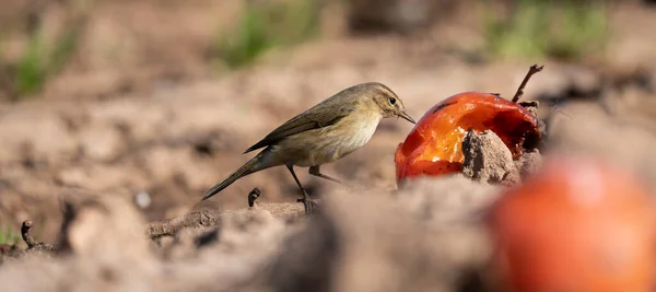 Piccolo uccello che si nutre di frutta a terra — Foto Stock