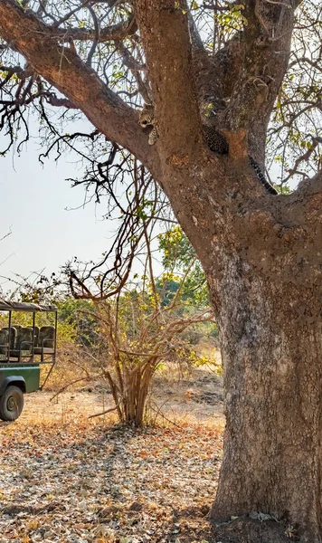 Safari 4x4车，观察树上的豹子 — 图库照片